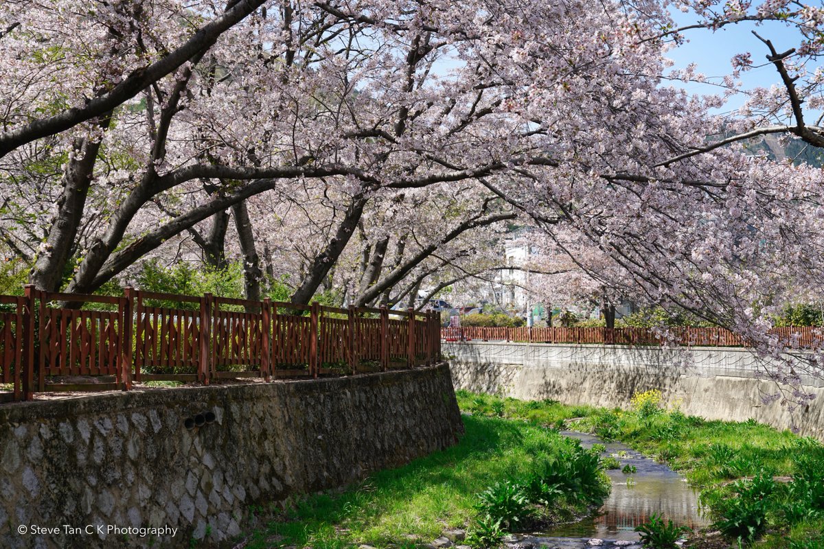 stevetck's tweet photo. On a recent trip to Jinhae, South Korea. Jinhae is one of South Korea's beautiful cherry blossoms viewing spots in the country. Have you been here?

#spring #travel #photography https://t.co/Z6NyAzfoKT