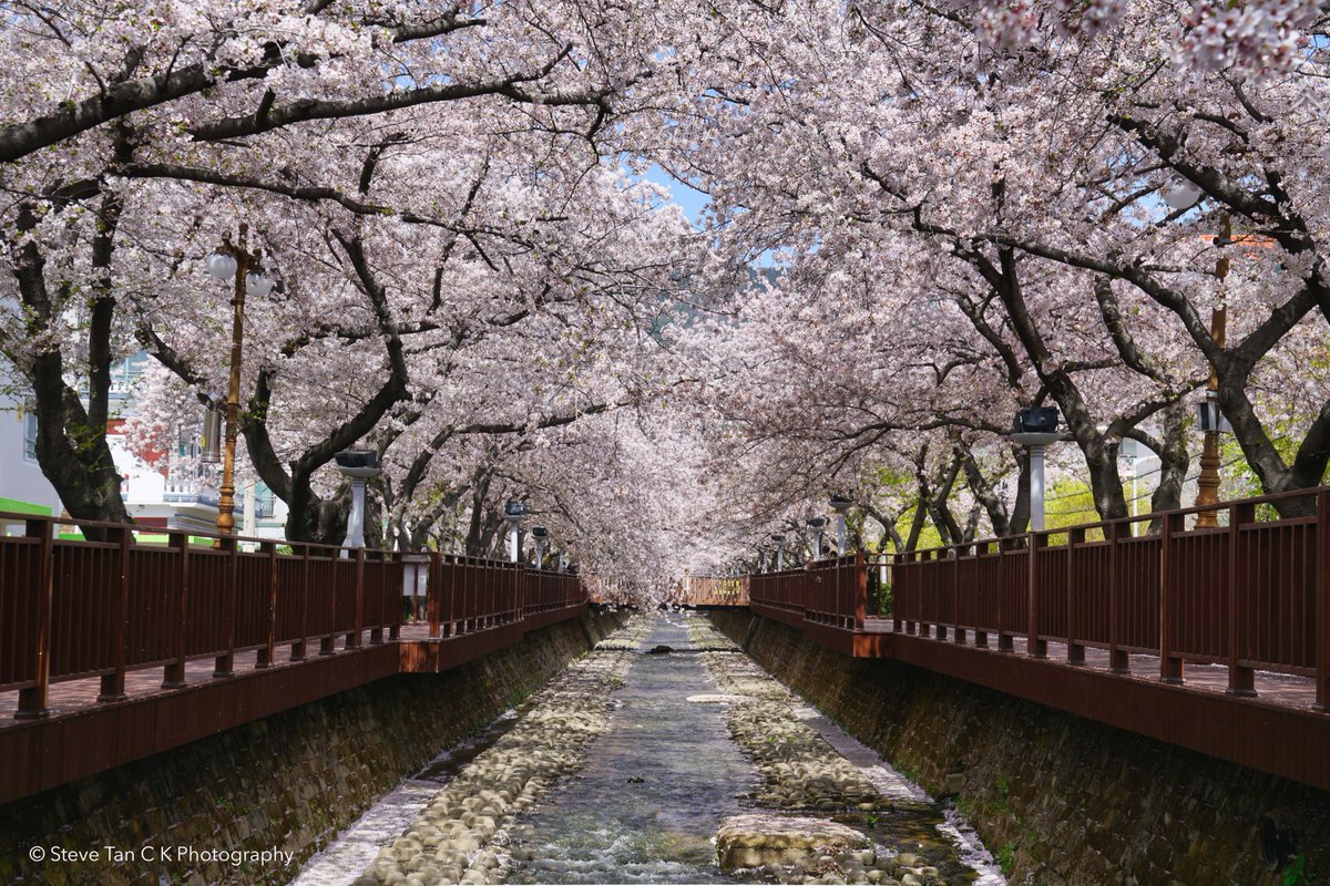 stevetck's tweet photo. On a recent trip to Jinhae, South Korea. Jinhae is one of South Korea's beautiful cherry blossoms viewing spots in the country. Have you been here?

#spring #travel #photography https://t.co/Z6NyAzfoKT