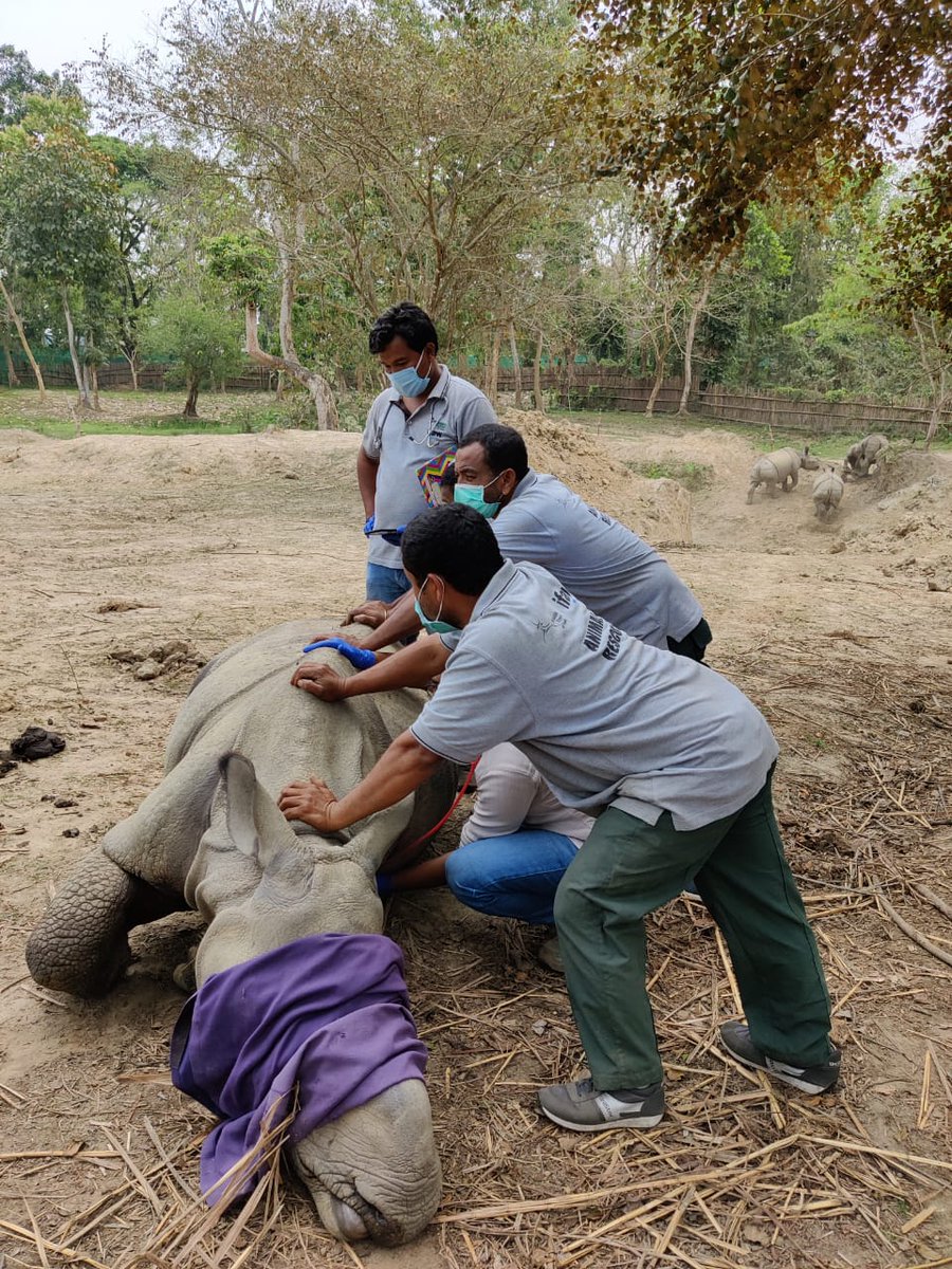 There they sleep for a while until they're safely transferred to carrying crates. How many humans does it take to move a sleeping  #rhino? Follow this thread whn rhinos  #travel while you  #StayHome    @vivek4wild  @AzzedineTDownes  @ifawglobal  @deespeak  #WTIatWork Photos:  @madmyst619