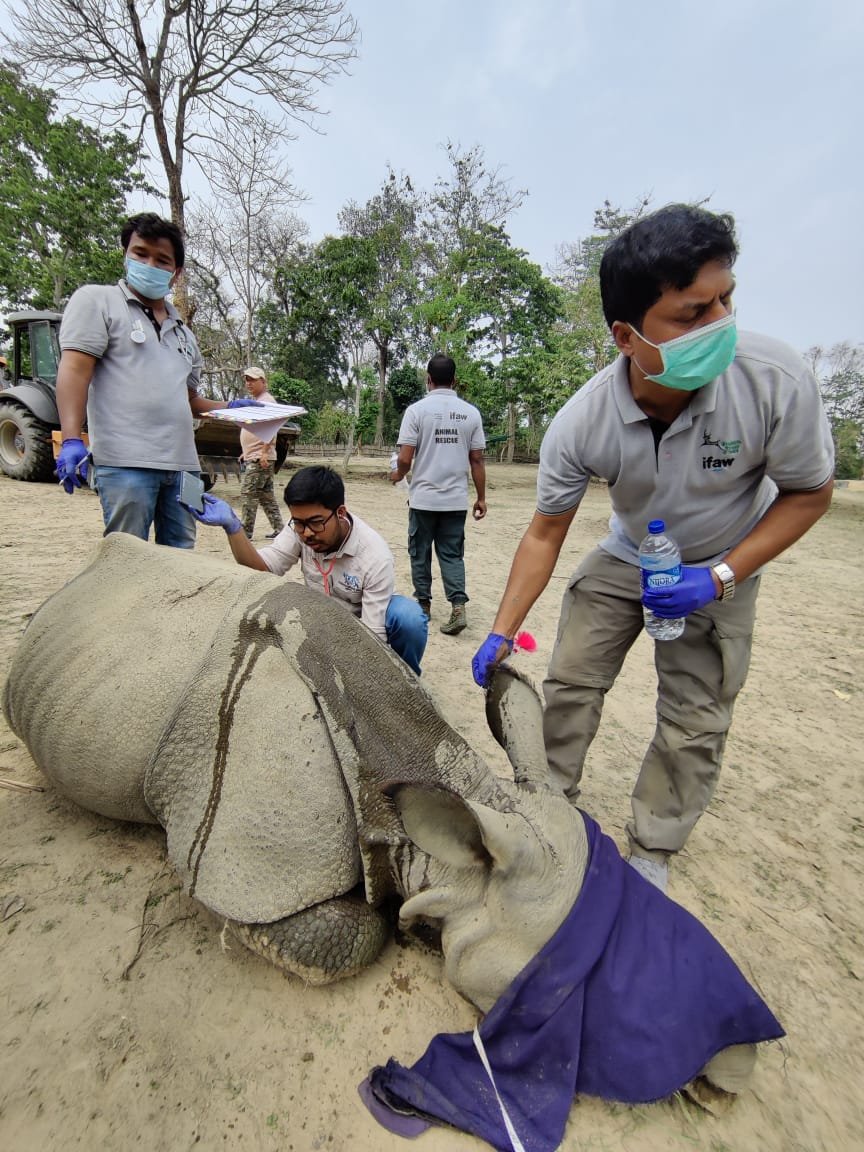 There they sleep for a while until they're safely transferred to carrying crates. How many humans does it take to move a sleeping  #rhino? Follow this thread whn rhinos  #travel while you  #StayHome    @vivek4wild  @AzzedineTDownes  @ifawglobal  @deespeak  #WTIatWork Photos:  @madmyst619