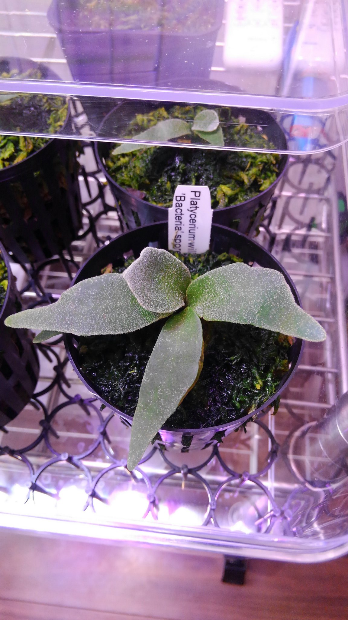 クーポン利用で2750円&送料無料 P.willinckii bacteria spore