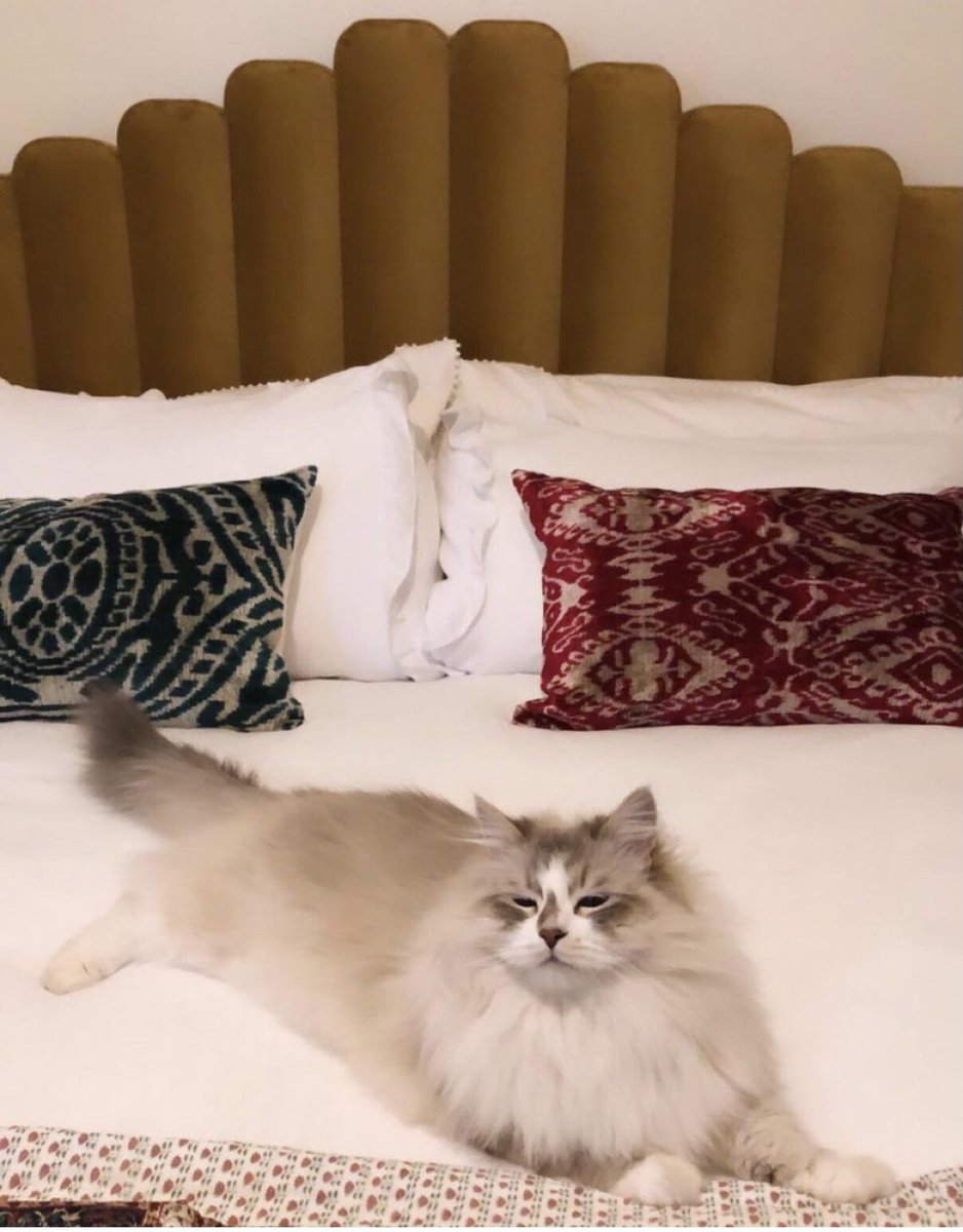 muezzaxluka's tweet image. I wish I was tweeting you all after so long with happier news but our beautiful boy is missing. He went missing around half 9 last night and hasn't returned home yet which is really unusual. If anyone around Smethwick has seen him please contact me/dm me💔