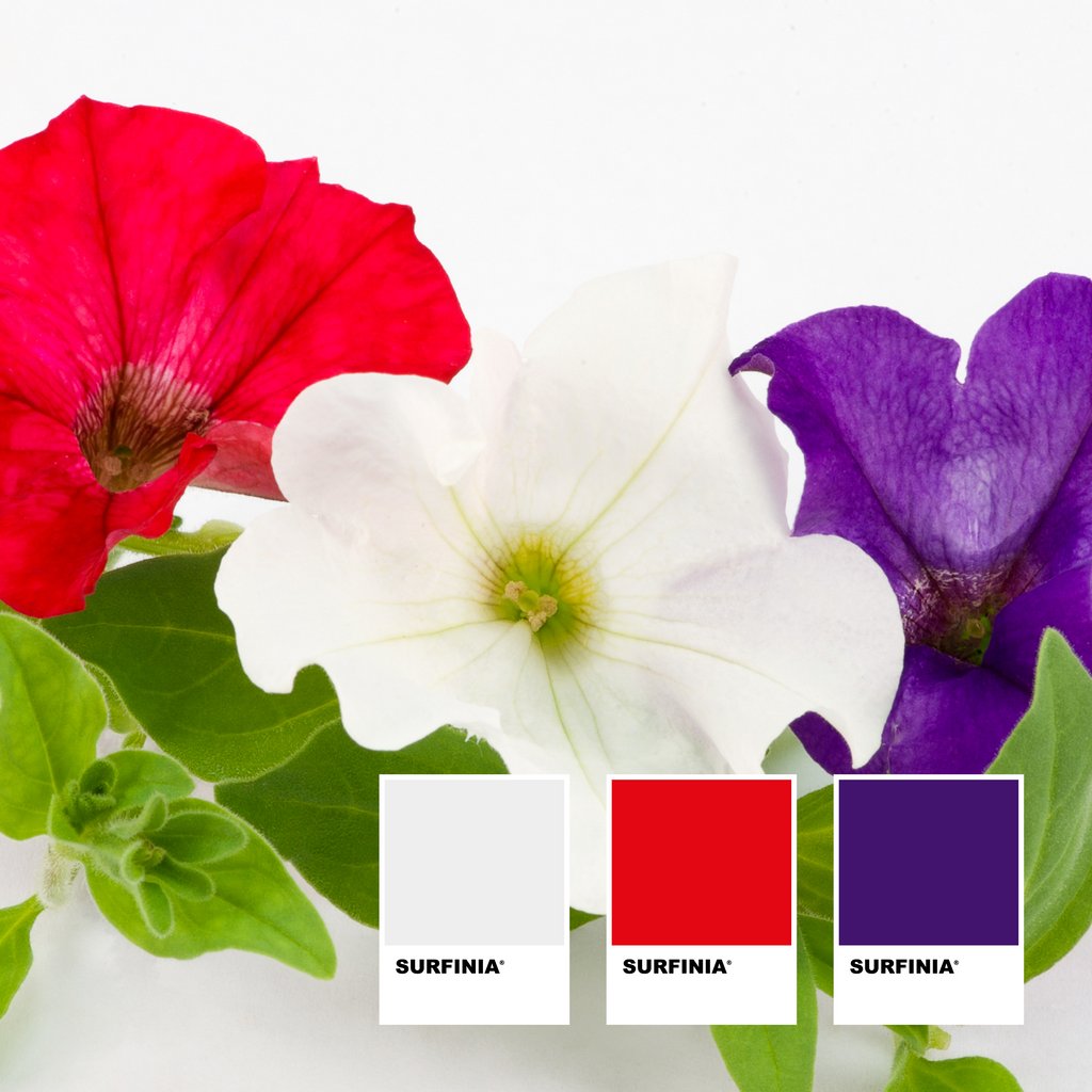 SurfiniaSocial's tweet photo. #whatdoyousee in the mix? Surfinia® Impulz White, Deep Red &amp; Violet. 

#surfiniapetunia #petunia #surfinia #mnpflowers #mixandmatch #mnp #flowers #mixedbaskets https://t.co/QAFOZGAPgr