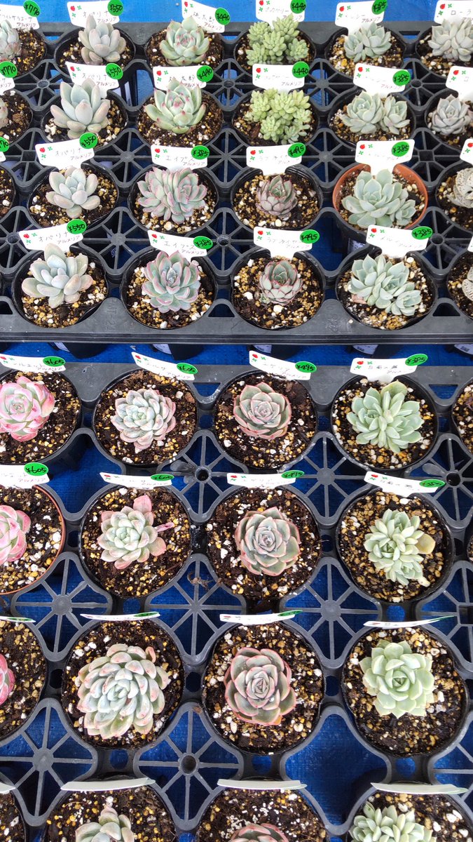 多肉屋 アルメリア Nhc9mxtgb9hl8ey Twitter