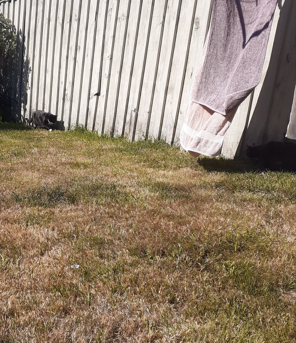 They've also got the added bonus of making shade and hiding spots for the cats