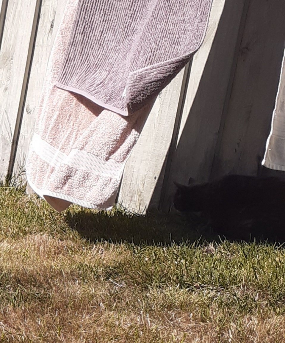 They've also got the added bonus of making shade and hiding spots for the cats