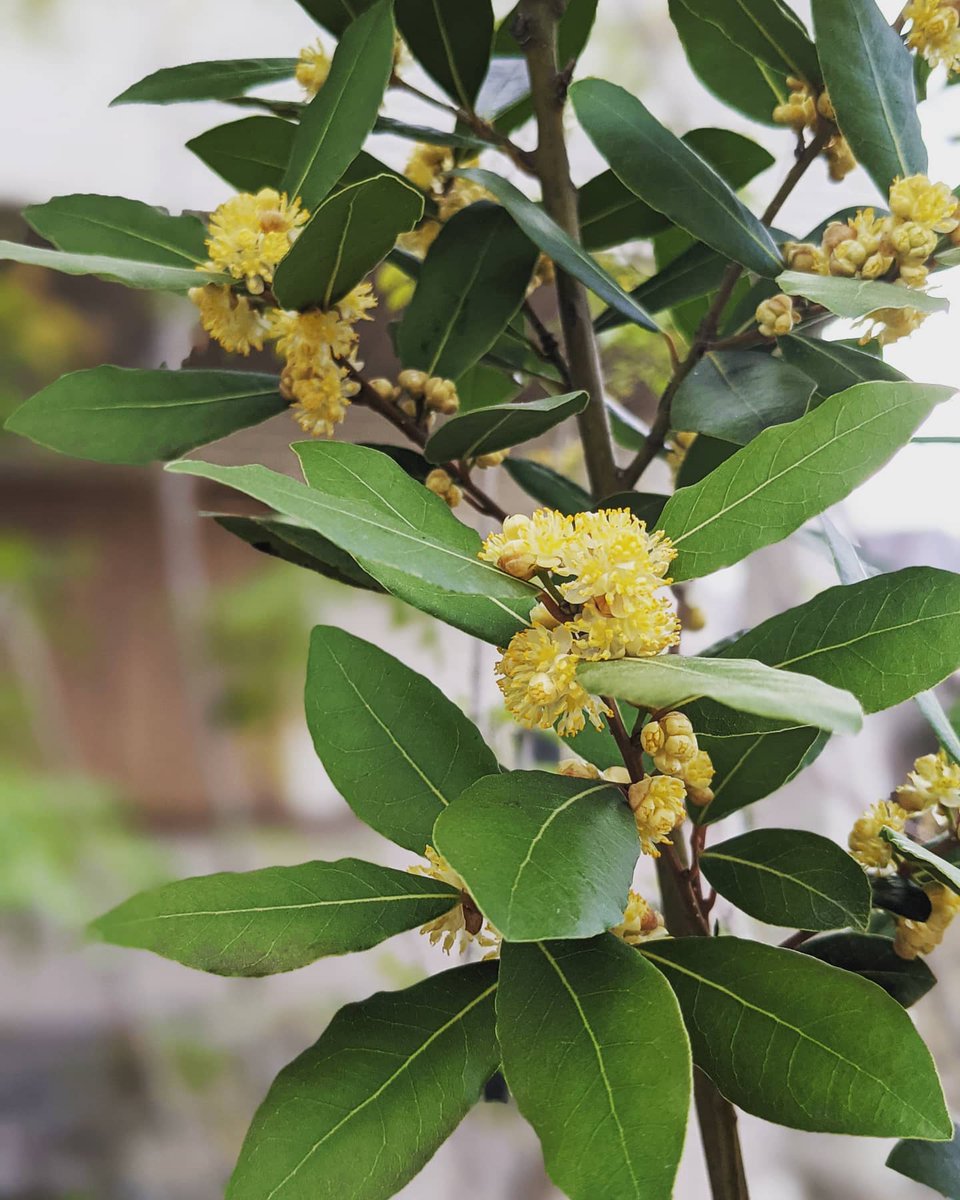 ともマム おはようございます お庭の月桂樹の花が満開 毎日お庭の様子が変わるから春は楽しいな ともマムファミリーブログ 月桂樹 月桂樹の花 ローリエ 庭のある暮らし