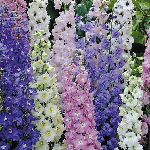 Timo 原稿中a Twitter 花名 大飛燕草 千鳥花 Delphinium Larkspur 名字好多https T Co Stozrepo13 Twitter