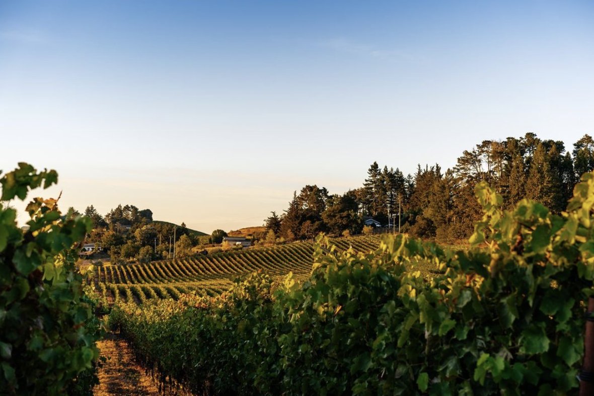 #DYK There are more than 425 wineries in Sonoma County! How many have you visited and which one is your favorite?! 📷 Sosie Wines
#Sonomawine #winecountry