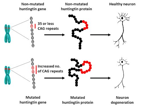 Our body has so many checkpoints to make sure that proteins are folded correctly but sometimes it doesn’t happen the way it should. For example, the neurodegenerative disease Huntington’s Disease. Remember DNA codes for proteins? DNA mutations cause protein mutations. 11/