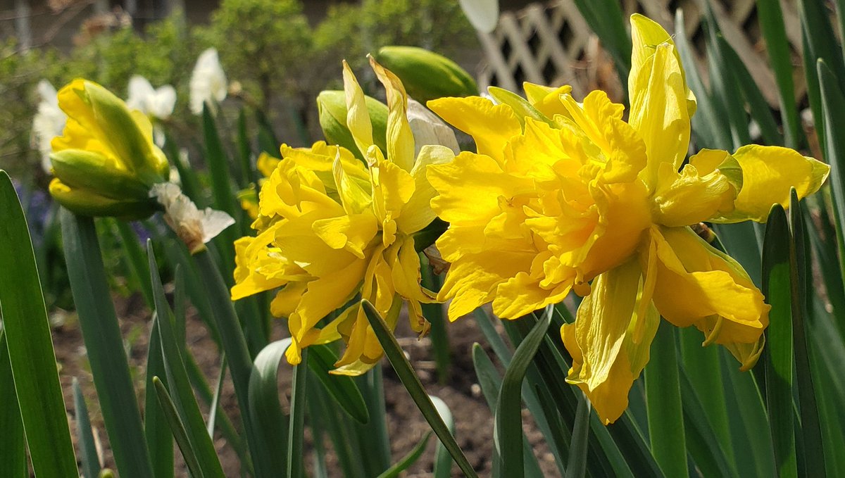 OLD. 
GOLD. 
💛😃 Double (Div. 4) Narcissus 'Telamonius Plenus' (Unknown, before 1620), oldest Daffodil in my collection, came with the house &amp; finally on the increase. Often slow to reach blooming size, doubling is irregular - a few singles to Carnation flowered. Amaryllidaceae