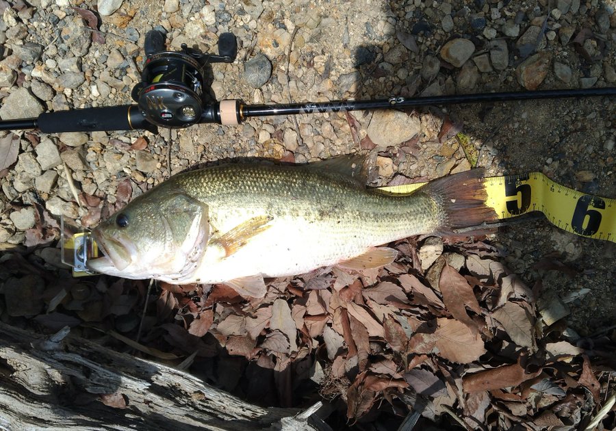 独創的 ダイワ Daiwa バスロッド バスx Y 6mls Y 釣り竿 超大特価 Grupokingsoto Com