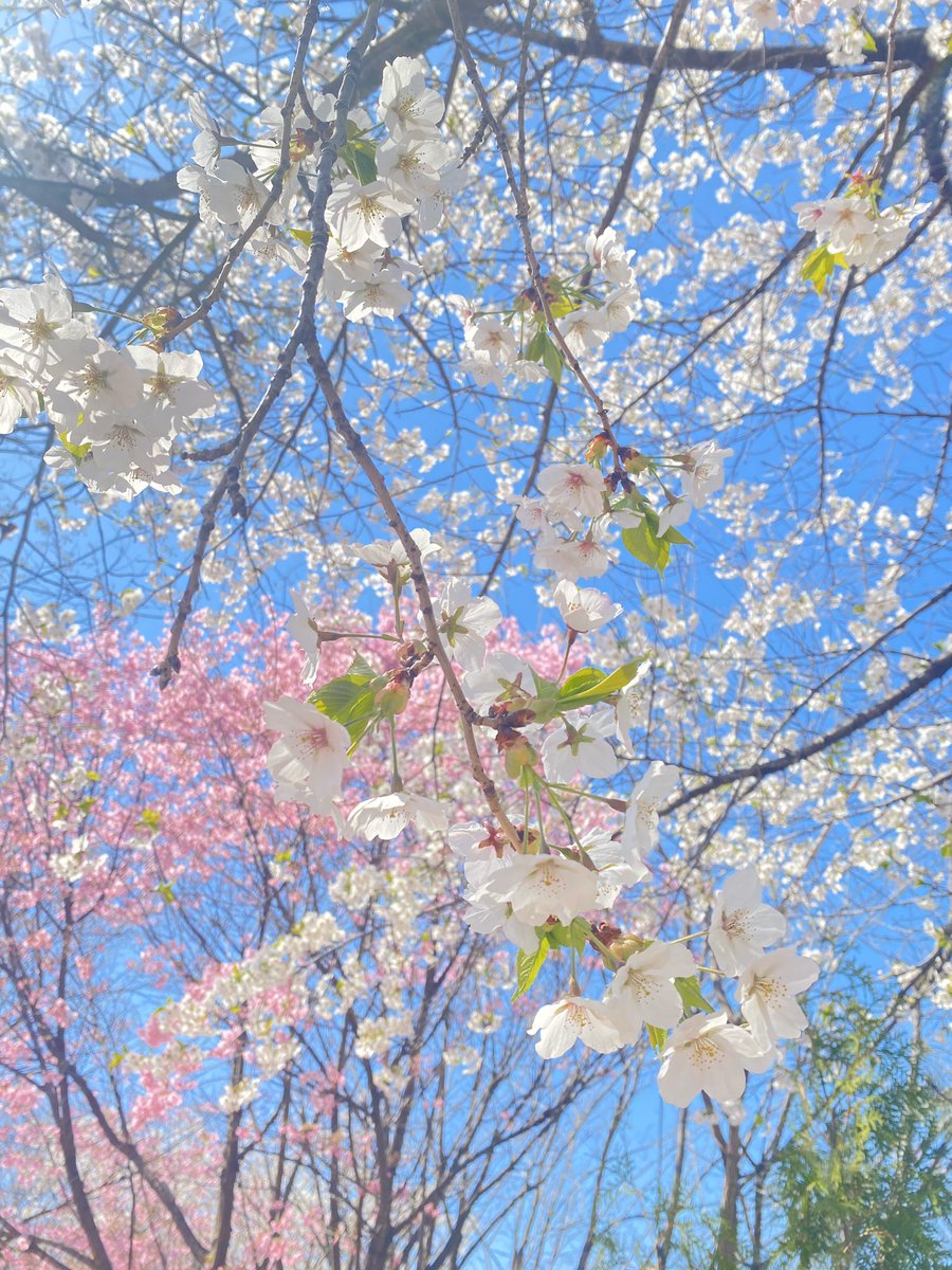 g_future_campus's tweet image. 봄 내려온다~~
봄이 내려온다~~🐯

캠퍼스 인근 벚꽃 만개🌸
.
.
.
#경기미래교육캠퍼스 #경기미래교육파주캠퍼스 #경기도평생교육진흥원 #파주영어마을 #경기영어마을 #영어마을 #벚꽃명소 #벚꽃 #벚꽃구경 #헤이리 #헤이리마을 #파주헤이리