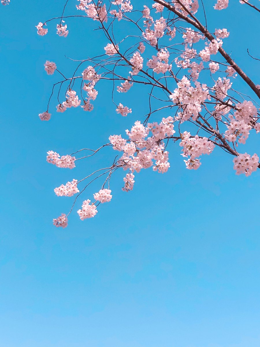 g_future_campus's tweet image. 봄 내려온다~~
봄이 내려온다~~🐯

캠퍼스 인근 벚꽃 만개🌸
.
.
.
#경기미래교육캠퍼스 #경기미래교육파주캠퍼스 #경기도평생교육진흥원 #파주영어마을 #경기영어마을 #영어마을 #벚꽃명소 #벚꽃 #벚꽃구경 #헤이리 #헤이리마을 #파주헤이리