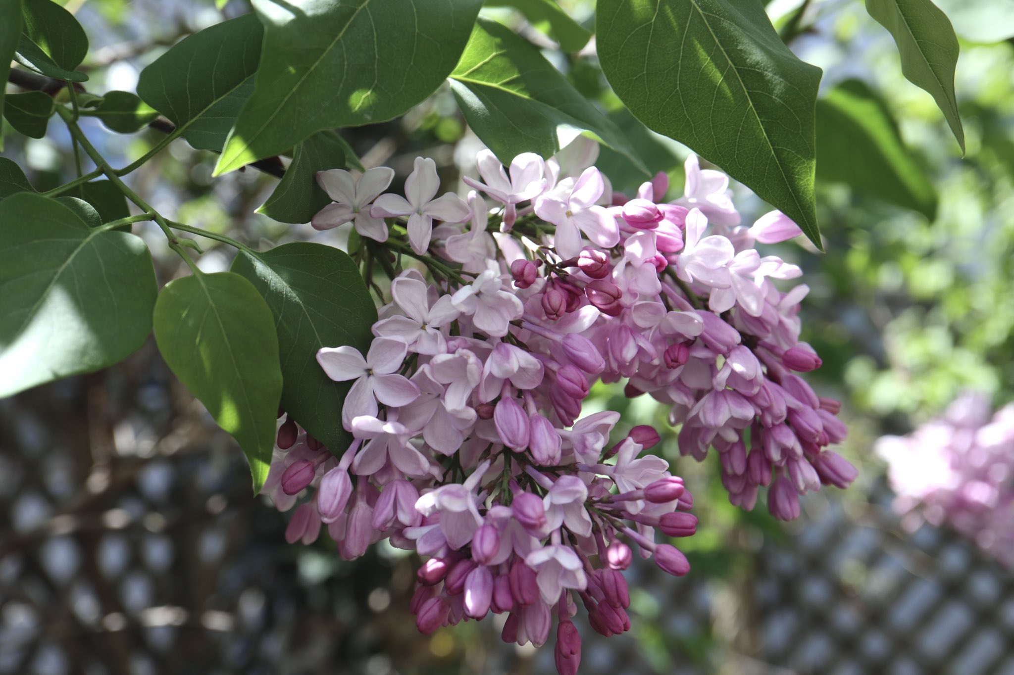 Twitter 上的 Inori ライラックの花の蒸しケーキです 庭のライラックが可愛すぎて食べてしまいたくなり調べたところ 食べられることがわかりました 更にロシアでは5枚花弁の花を食べると幸せになるといわれている事も知り 探しました 2枚目の写真 蒸しケーキに