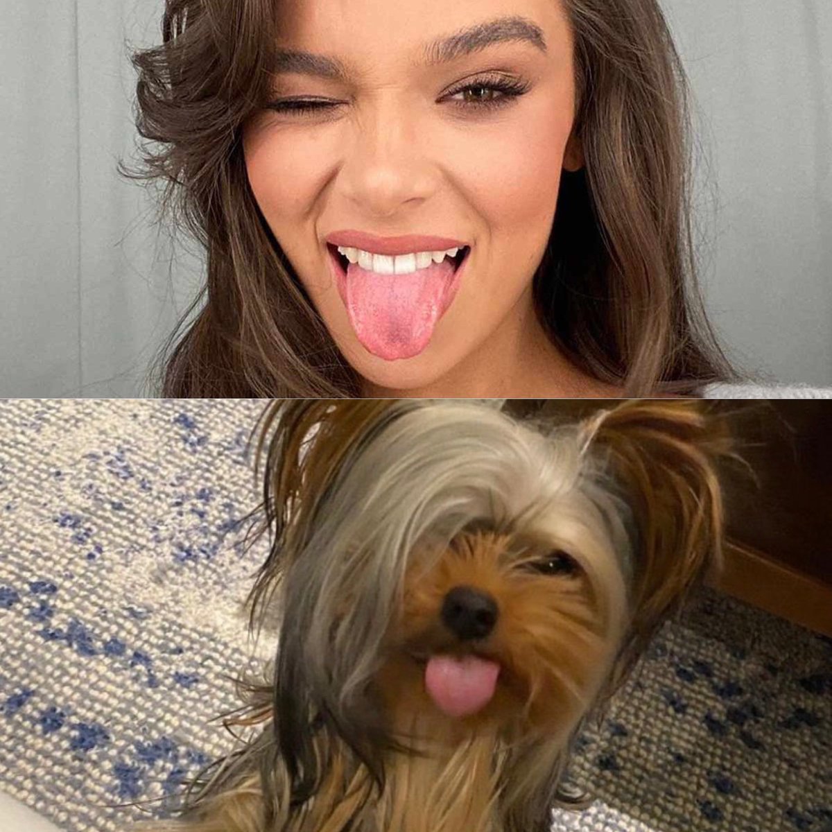 copywriteslb's tweet photo. @HaileeSteinfeld spot the difference I’ll wait.... what’s that saying.... when pets take after there owners lol you both look hella cute! #HaileeSteinfeld #Martini #HellaCute https://t.co/QQ7CGctT4n