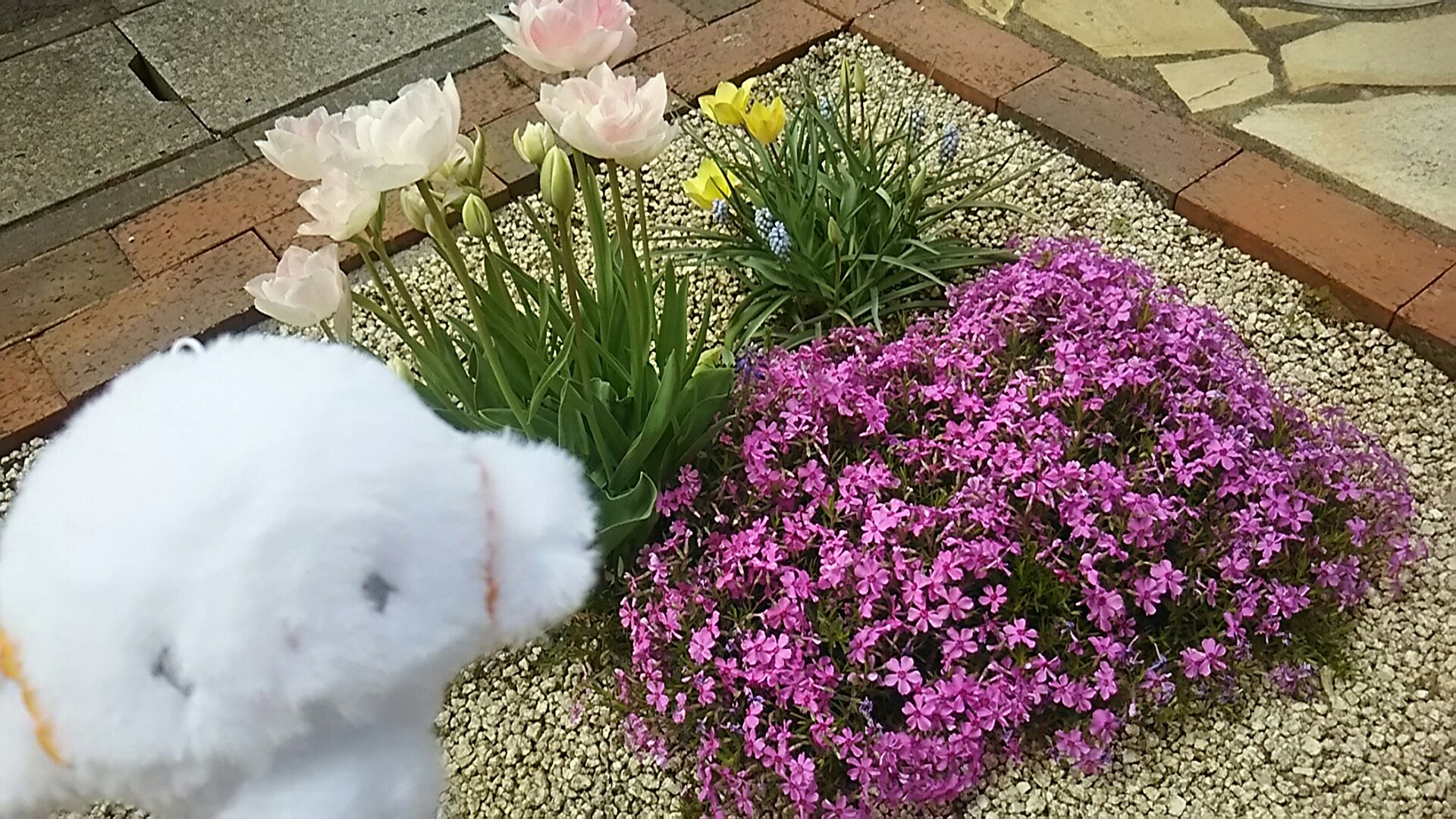 パイまお 昨年株分けしていただいた芝桜が旺盛な成長力を見せ 今花ざかり