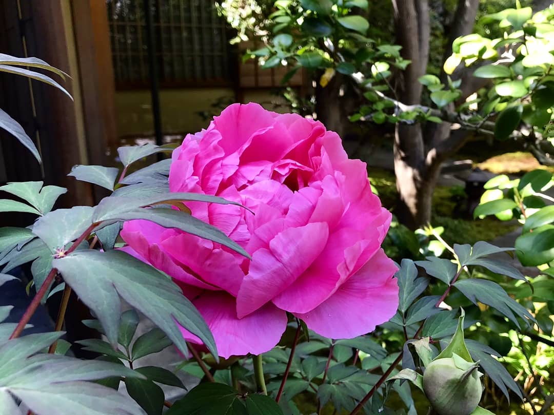 京都春秋 明日から春の特別公開が始まる黄梅院 もう牡丹が見頃になりました 新緑も綺麗です 公開は4月10日 5月30日 京都 青もみじ 牡丹 京都観光 京都旅行 京都春秋 京都好き 新緑 大徳寺 黄梅院 禅 特別公開 春の花 日本庭園 京都春秋 明日から春の特別公開が始まる黄梅院 もう牡丹が見頃になりました 新緑も綺麗です 公開は4月10日 5月30日 京都 青もみじ 牡丹 京都観光 京都旅行 京都春秋 京都好き 新緑 大徳寺 黄梅院 禅 特別公開 春の花 日本庭園