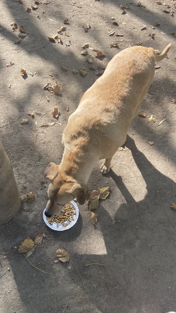 Some of the dogs we feed: