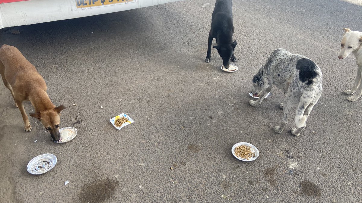 Some of the dogs we feed: