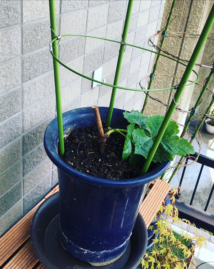 タツ 甲州 白ぶどう メダカ水槽にて水耕栽培していた 甲州の枝 根もしっかりと張ってきたので 鉢植えに移す 支柱も立て 行灯仕立てにする予定 さてさて 甲州ぶどう 水耕栽培 挿し木 家庭菜園 タツ 甲州 白ぶどう メダカ水槽にて水耕栽培していた 甲州の枝 根もしっかりと張ってきたので 鉢植えに移す 支柱も立て 行灯仕立てにする予定 さてさて 甲州ぶどう 水耕栽培 挿し木 家庭菜園