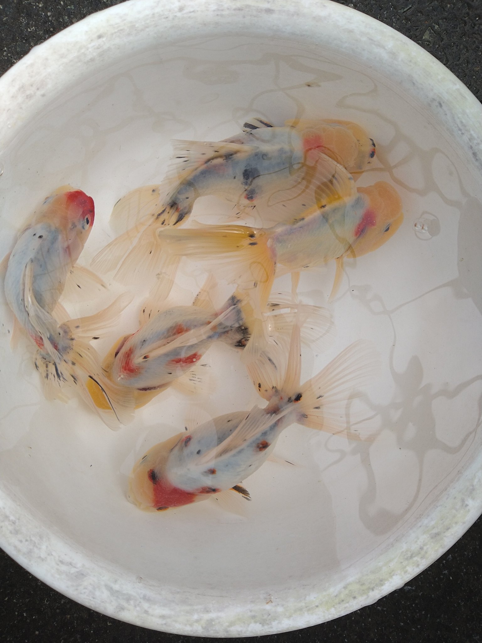 木花養魚苑 好事家なる金魚屋 Sacrayoshino Twitter