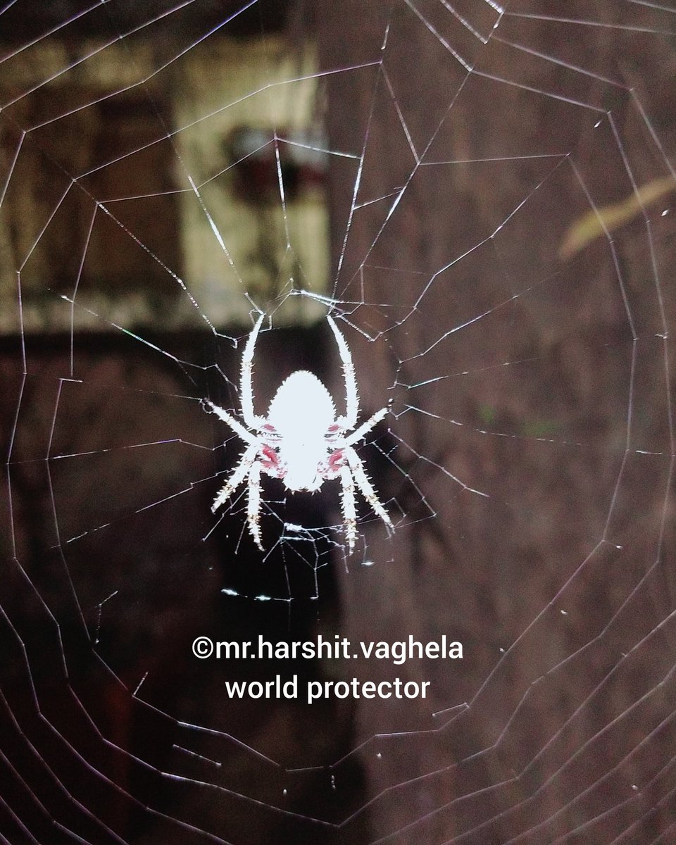 vaghelaharshit7's tweet photo. 🕸️Garden Orbweb spider🕷️
#SpiderMan #Spider
#orbweb #animal #night #Garden #worldprotector #Mission_of_world_protection #Discover_of_Harshit_Vaghela
#macrophotography #Macron20h #MacroSW #insects #insectphotography #wildlifephotography #wildlife #nature #NaturePhotography https://t.co/cBqYWMnsqA