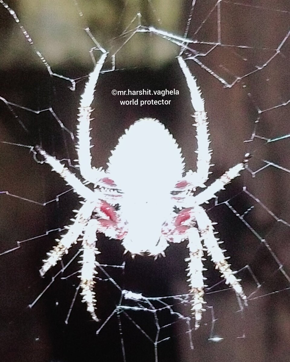 vaghelaharshit7's tweet photo. 🕸️Garden Orbweb spider🕷️
#SpiderMan #Spider
#orbweb #animal #night #Garden #worldprotector #Mission_of_world_protection #Discover_of_Harshit_Vaghela
#macrophotography #Macron20h #MacroSW #insects #insectphotography #wildlifephotography #wildlife #nature #NaturePhotography https://t.co/cBqYWMnsqA
