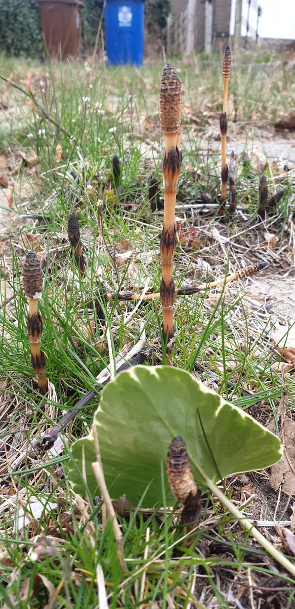 KnotweedPlus's tweet photo. Horsetail #fern started to grow. With its roots extending up to 2 metre deep, it is very difficult to eradicate this #plant from your #garden https://t.co/OSwVxeGlXm