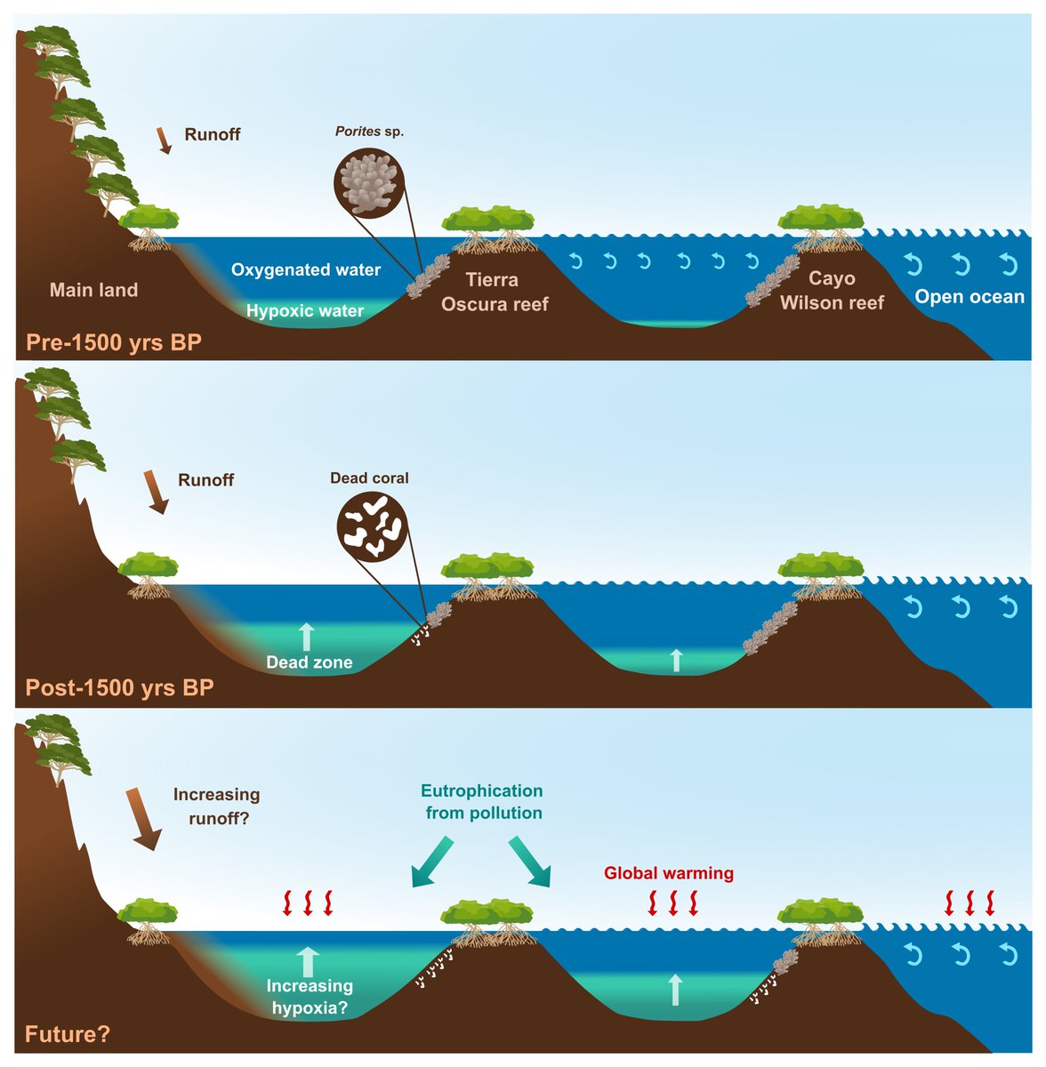 Blanca Figuerola (@blancafiguerola) on Twitter photo New preprint with @odealab <a href="/noellelucey/">NoelleLucey</a> and others!Our proxy-based approach suggests that a deep reef shutdown because of increasing hypoxia ~1500 years ago.Similar patterns happening today on the shallower reefs are a warning that hypoxia may be expanding.biorxiv.org/content/10.110… New preprint with @odealab <a href="/noellelucey/">NoelleLucey</a> and others!Our proxy-based approach suggests that a deep reef shutdown because of increasing hypoxia ~1500 years ago.Similar patterns happening today on the shallower reefs are a warning that hypoxia may be expanding.biorxiv.org/content/10.110…