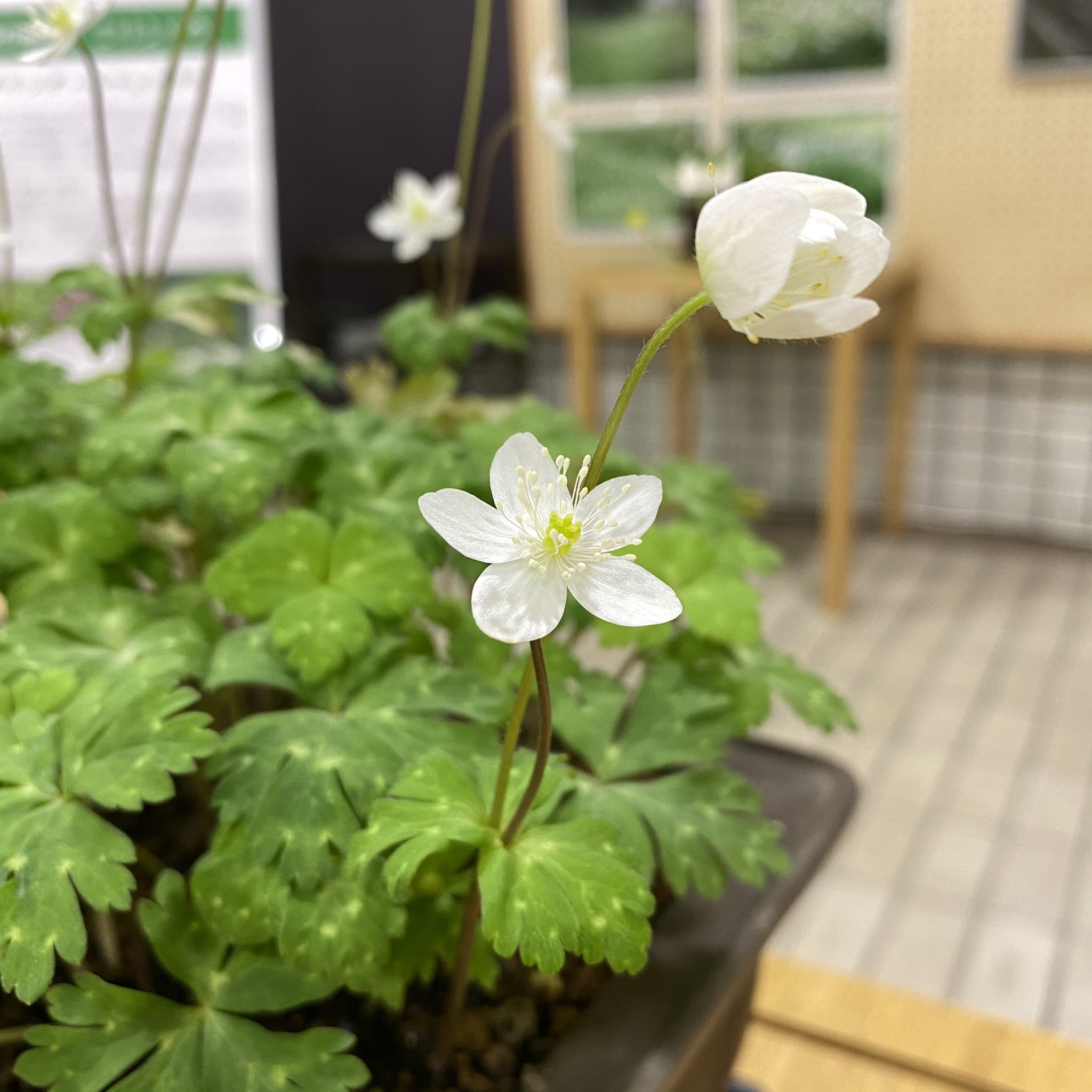 区の花 Twitter Search Twitter