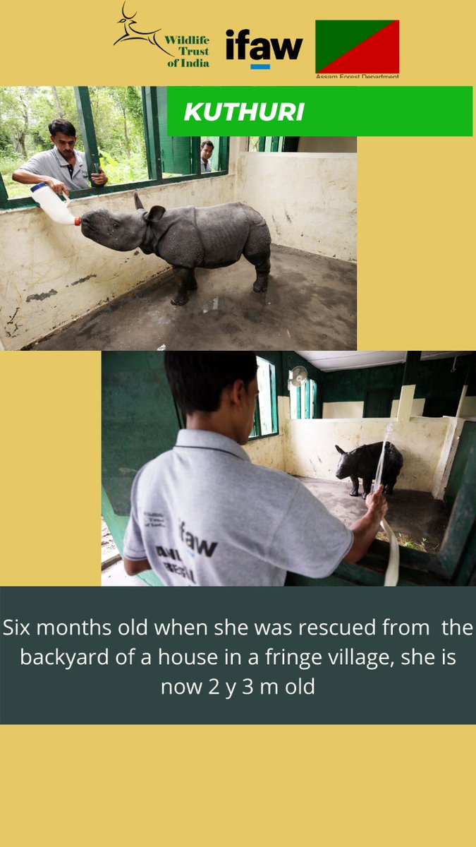 A new life awaits these three   #rhinos as they will journey from   #CWRC  @kaziranga_ to   #Manas to acclimatise in a boma before go   #ForeverWild. 19 of the 44 rhinos in Manas are handraised   #calves by  @ifawglobal -  #WTI through   #rescue   #rehab   #release protocols.   #BringingBackManas