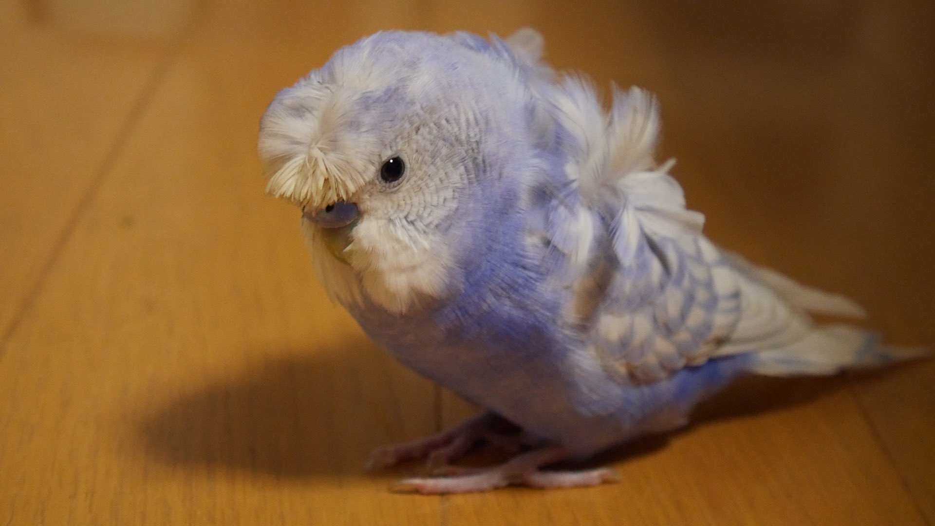 マール☆羽衣セキセイインコ♡ on X: 