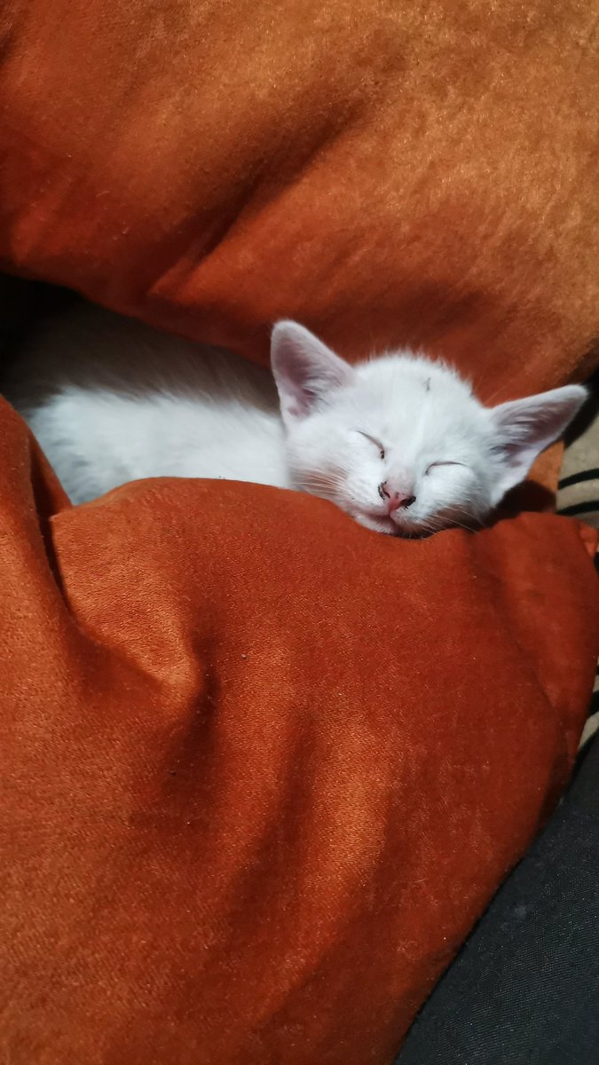 fernandolaparra's tweet photo. Es hora de Mimir y #LadyMimi lo sabe. Dulces sueños!! https://t.co/XHKicAyGx7