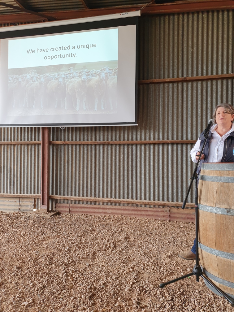 Livestock SA on Twitter "Livestock SA, along with 90 sheep producers