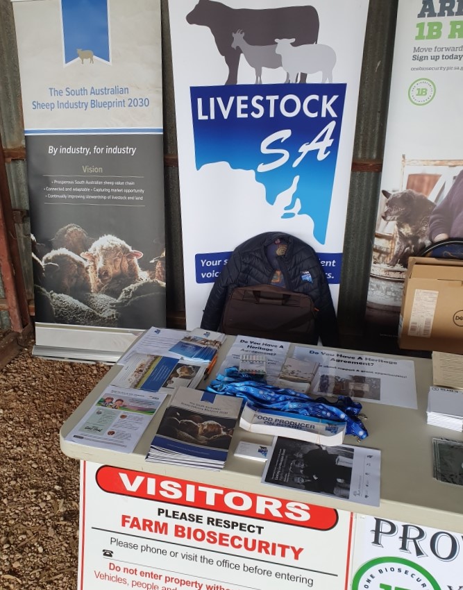 Livestock SA on Twitter "Livestock SA, along with 90 sheep producers