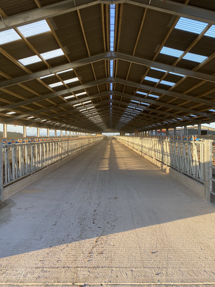 Sunrise on our finished youngstock building! First 1/4 of the shed filled in the distance!