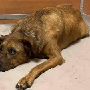 PJmiekidzandi's tweet photo. @nasrene41 🆘4-9-2021..PAST DEADLINE❗️ #MiamiDade
⚠️TO BE #killed TODAY 4-9-2021
💲OVER $3,534 in #PLEDGES to a reputable #RESCUE who saves 8yr handsome, BUT scared Brown Brindle #Terrier mix #SENIOR boy name #Tobi - #A1523491
He was Saved from #AnimalCruelty😢
https://t.co/Y9Odc55tDV https://t.co/4SljRuFfOH
