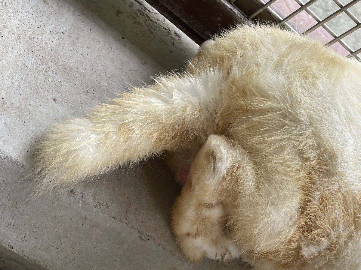 ウサギの尻尾 うさぎのしっぽは種類によって違う？ しっぽの動きでわかるうさぎの