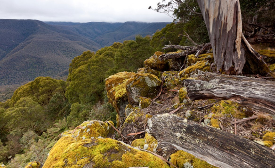 LFaughlin's tweet image. Our immediate thought is global not local when looking at issues! We need to ensure our students know what their actions are impacting, both positive and negative in our local environment! With Barrington Tops NP so close, how could we link this to any of the SDG's?

#UoNTeach