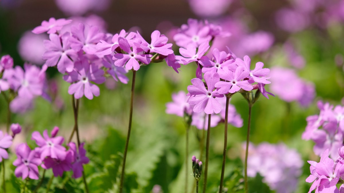 彩湖 道満グリーンパーク 公式 当公園のサクラソウ園では 4月10日から 戸田ヶ原さくらそうウィーク が開催されます 4月10日 土 と11日 日 の2日間限定で クイズラリー とだみちゃん記念撮影スポットなども行われます 詳しい内容はコチラ