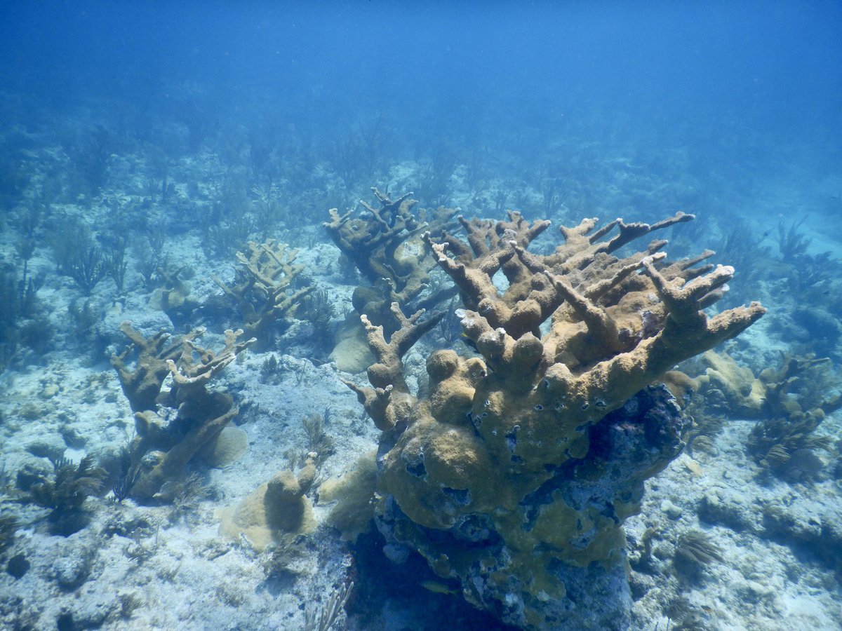 DaltonHesley's tweet photo. Aerial Elks 🚁
A mid-water look at these large, wild elkhorn coral colonies in Biscayne National Park where we conduct our coral restoration work.
This is a threatened species, so it is extremely rare to find colonies this big and beautiful! Hopefully our work can change that. https://t.co/fewvkZVeDX