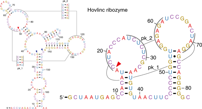 OTSociety's tweet image. Hovlinc is a recently evolved class of ribozyme found in human lncRNA

#longnoncodingRNA #lncRNA@IgorUlitsky
@RNA_julie @karini925 @RNAtrain @zhao_jianjun 
@TeamVance @ShechnerLab @ClaudiaKutter @BarakRotblat
@RonBreaker @suess_lab #FamulokLab 

pubmed.ncbi.nlm.nih.gov/33753927/