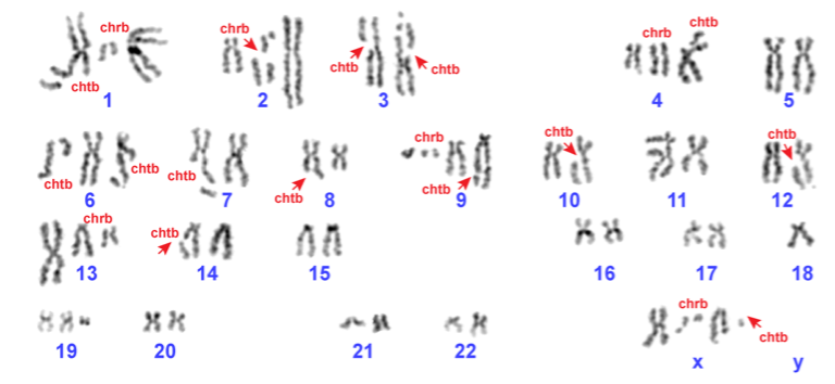 Many thanks for the great work of <a href="/GabrielePicco2/">Gabriele Picco</a>, Chiara Cattaneo, <a href="/esmeevvliet/">Esmée van Vliet</a>, and amazing collaborators <a href="/Albert0Bardelli/">Alberto Bardelli</a>, Emile Voest, <a href="/MartMichaelis/">Martin Michaelis</a>, <a href="/fdinicolantonio/">F. Di Nicolantonio</a>, <a href="/arenasabry/">Sabrina Arena</a>. @NKI @Sanger <a href="/fpoirccs/">Istituto di Candiolo - FPO IRCCS</a> <a href="/DepMapSanger/">Cancer Dependency Map Sanger</a>. <a href="/mgarnett11/">Mathew Garnett</a> will be presenting this at #AACR21