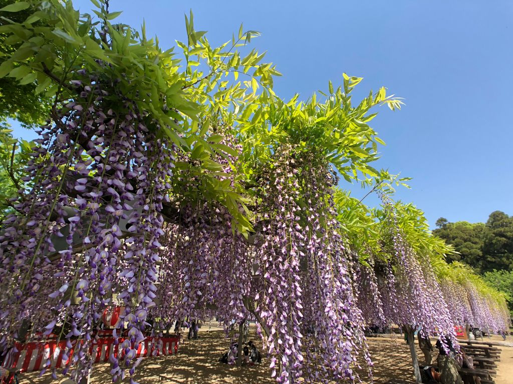 藤の花