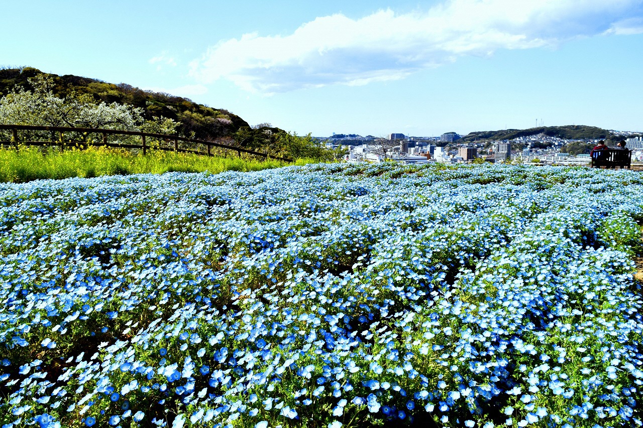 横須賀市 くりはま花の国でポピー ネモフィラシーズンが始まります 4月10日 土 5月30日 日 期間中は様々な種類 のポピーが楽しめるほか 天空の花畑ではネモフィラが楽しめます 5月29日 土 30 日 にポピーの無料花摘み大会を開催します