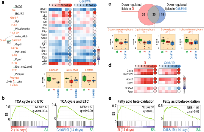 Using time-resolved proteomics and metabolomics, the lab of <a href="/jmunozpe/">Javier Munoz</a> reveals mechanistic similarities and differences of two pharmacological approaches to stabilize naïve pluripotency <a href="/CNIOStopCancer/">CNIO Stop Cancer</a> <a href="/IRBBarcelona/">IRB Barcelona</a>

go.nature.com/39TwLKc
