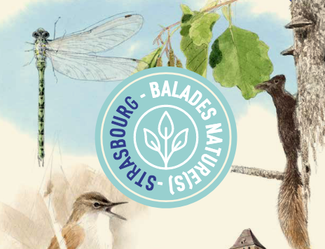 10 balades natures à Strasbourg, parfait pour (re)découvrir la ville sans dépasser les 10 km #Strasbourg 
strasbourgcapousse.eu/app/uploads/20…