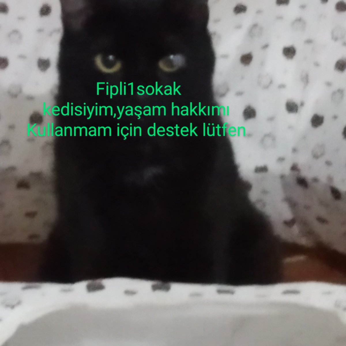 toprakana7440's tweet photo. #Fipli bir sokak kedisi #yaşam hakkını kullanmak için sizden #destek bekliyor.#Yaşam hakkını geri verelimmi?
6. Şişede 120 tl desteği var,tamamlayabilirmiyiz?
#Cumanızmubarekolsun
#cumadesteği
#fip
#izmir
#yaşamhakkınasaygı
#sokağacıkmayasağı
#blackcat https://t.co/Z9lMMQFtGh