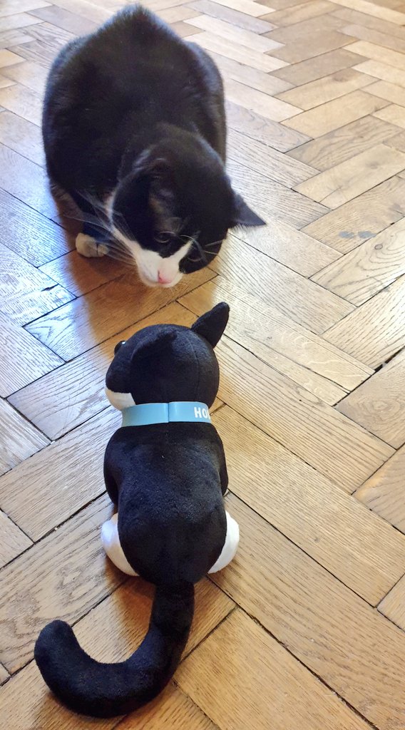 HodgeTheCat's tweet photo. Hodge meets Hodge 😹😹 https://t.co/eQRKtPbuur